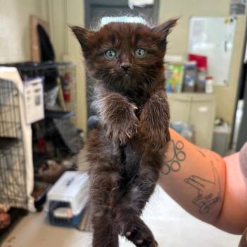 Domestic Medium Hair Cats Available for Adoption in Huntington, West Virginia - Yordan | PetCurious
