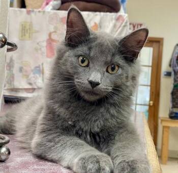Rescue Domestic Short Hair Cats for Adoption in Palmyra, Virginia - Jace | PetCurious
