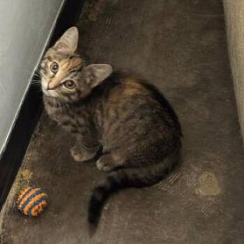 Lanai -  Domestic Short Hair Cat for Adoption in Lenexa, Kansas - Lanai | PetCurious