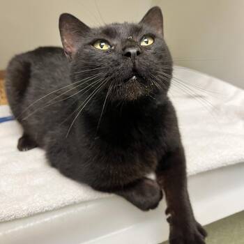 71755 -  Domestic Short Hair Cat for Adoption in Harrisonburg, Virginia - 71755 | PetCurious