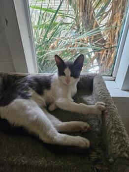 Charlie -  Domestic Short Hair Cat for Adoption in Ontario, California - Charlie | PetCurious