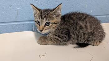 Chex -  Domestic Short Hair Cat for Adoption in Evansville, Indiana - Chex | PetCurious