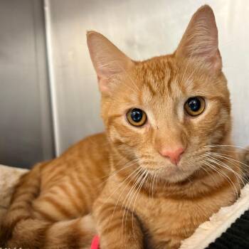 Domestic Short Hair Cats Available for Adoption in West Palm Beach, Florida - Leo | PetCurious