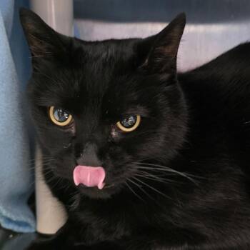 Koda -  American Shorthair Cat for Adoption in Fort Wayne, Indiana - Koda | PetCurious