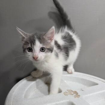 Rescue Domestic Short Hair Cats for Adoption in Mastic, New York - Petal | PetCurious