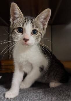 Biscuit (Petsmart) -  Domestic Short Hair Cat for Adoption in Ocala, Florida - Biscuit (Petsmart) | PetCurious