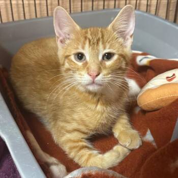 Tye -  Domestic Short Hair Cat for Adoption in Olean, New York - Tye | PetCurious