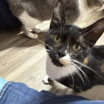 Juno -  Domestic Short Hair Cat for Adoption in Nampa, Idaho - Juno | PetCurious