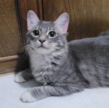Grumpy -  Domestic Medium Hair Cat for Adoption in Fort Worth, Texas - Grumpy | PetCurious