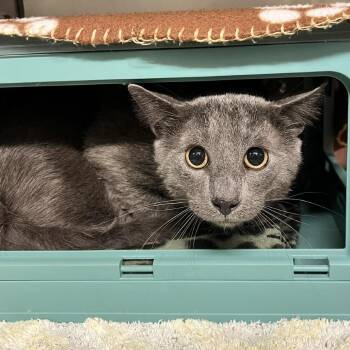 Domestic Short Hair Cats Available for Adoption in Edwardsville, Illinois - Dusty | PetCurious