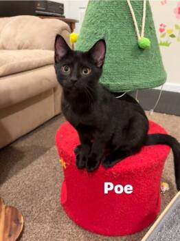 Rescue Domestic Short Hair Cats for Adoption in Washington Township, New Jersey - Poe | PetCurious