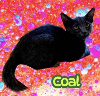 COAL -  Domestic Short Hair Cat for Adoption in Visalia, California - COAL | PetCurious