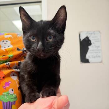 Styx -  Domestic Short Hair Cat for Adoption in Englewood, Florida - Styx | PetCurious