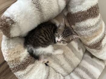 Bogie -  Domestic Short Hair Cat for Adoption in Brockport, New York - Bogie | PetCurious