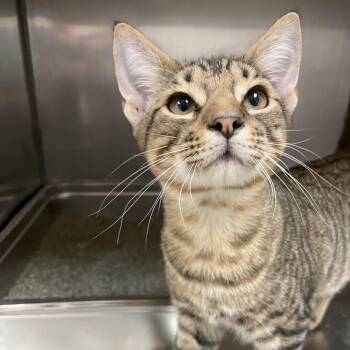 Ross -  Domestic Short Hair Cat for Adoption in Monroe, Louisiana - Ross | PetCurious