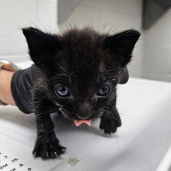 Splash -  Domestic Short Hair Cat for Adoption in Corpus Christi, Texas - Splash | PetCurious