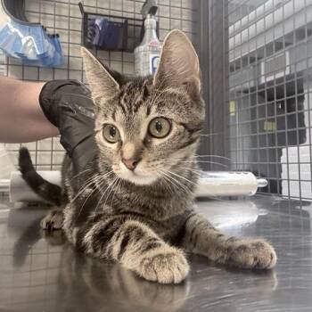 Frances -  Domestic Short Hair Cat for Adoption in New York, New York - Frances | PetCurious