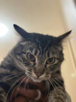 Tabby and Domestic Short Hair Cats Available for Adoption in Walnut Creek, California - Hidden (adopt With Cleo) | PetCurious