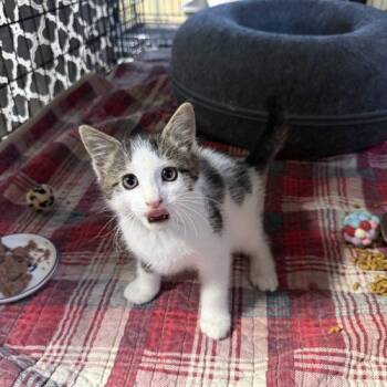 Woody -  Domestic Short Hair Cat for Adoption in Seven Valleys, Pennsylvania - Woody | PetCurious