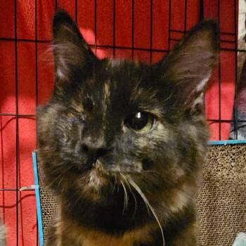 Freyja -  Domestic Medium Hair Cat for Adoption in Springfield, Illinois - Freyja | PetCurious