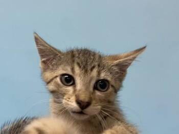 Gollum -  Domestic Medium Hair Cat for Adoption in Woodbury, Minnesota - Gollum | PetCurious