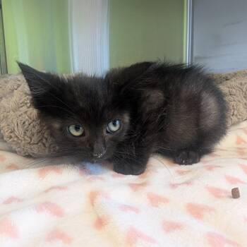 Sabo -  Domestic Short Hair Cat for Adoption in Emporia, Kansas - Sabo | PetCurious