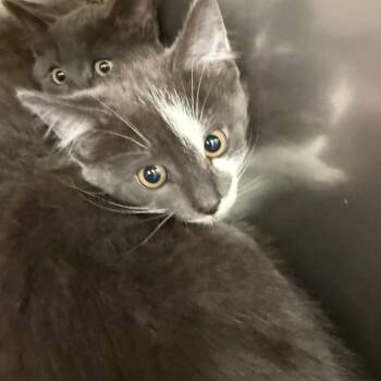 Domestic Short Hair Cats Available for Adoption in Lake Panasoffkee, Florida - Captain | PetCurious