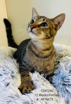 Tzatziki -  Domestic Short Hair Cat for Adoption - Tzatziki | PetCurious