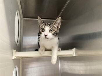 BALI -  Domestic Short Hair Cat for Adoption in Tustin, California - BALI | PetCurious