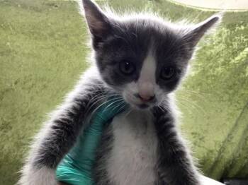 Domestic Short Hair Cats Available for Adoption in Riverside, California - A1915835 | PetCurious