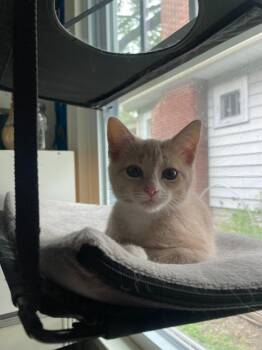 Crybaby -  Domestic Short Hair Cat for Adoption in Bloomington, Indiana - Crybaby | PetCurious