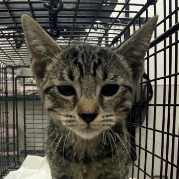 110202 -  Domestic Short Hair Cat for Adoption in Las Cruces, New Mexico - 110202 | PetCurious