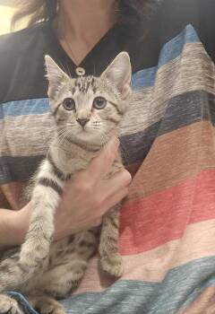 Lilo -  Domestic Short Hair Cat for Adoption in Dickson, Tennessee - Lilo | PetCurious