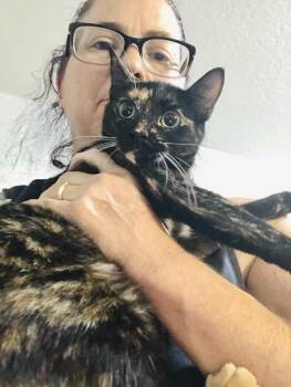 Rescue Domestic Short Hair Cats for Adoption in Port Orange, Florida - Hazel (loves Kisses) Young Kitty | PetCurious