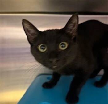 Domestic Short Hair Cats Available for Adoption in Conroe, Texas - SELINA | PetCurious