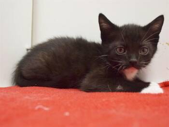 DENZEL -  Domestic Short Hair Cat for Adoption in Sacramento, California - DENZEL | PetCurious