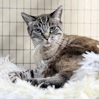 Stella -  Domestic Short Hair Cat for Adoption in Medford, Oregon - Stella | PetCurious