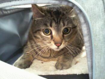 Domestic Short Hair Cats Available for Adoption in Charlotte, North Carolina - A1264032 | PetCurious