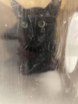HARRY THE BARN CAT* -  Domestic Medium Hair Cat for Adoption in Santa Cruz, California - HARRY THE BARN CAT* | PetCurious