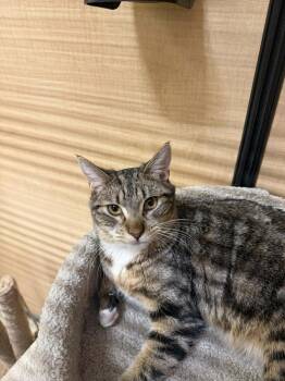 Domestic Short Hair and Tabby Cats Available for Adoption - Becky Sanrio | PetCurious