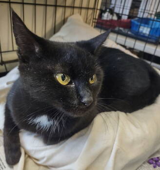 Rescue Domestic Short Hair Cats for Adoption in Albemarle, North Carolina - Mamacita | PetCurious