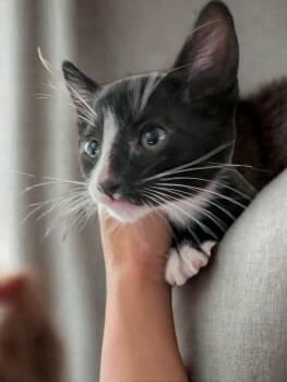 Rescue American Shorthair Cats for Adoption in Pumpkin Center, California - Mittens | PetCurious