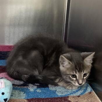Domestic Medium Hair Cats Available for Adoption in Galveston, Texas - Lowrider | PetCurious