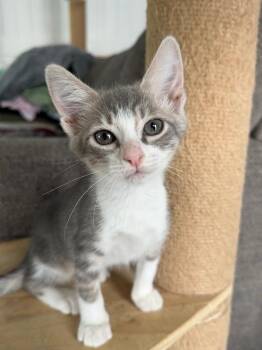 Caterina -  Domestic Short Hair Cat for Adoption in West Palm Beach, Florida - Caterina | PetCurious