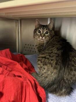 Domestic Medium Hair and Domestic Short Hair Cats Available for Adoption in Kansas City, Missouri - Neoom | PetCurious
