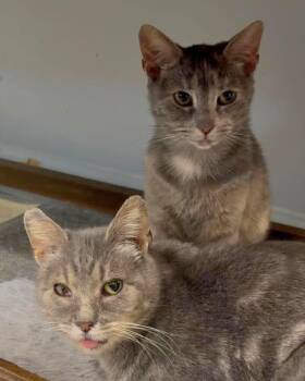 Millie and Daisy -  Domestic Short Hair Cat for Adoption in Pittsburgh, Pennsylvania - Millie And Daisy | PetCurious