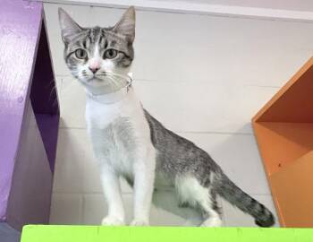 Domestic Short Hair Cats Available for Adoption in Columbus, Indiana - Clara | PetCurious