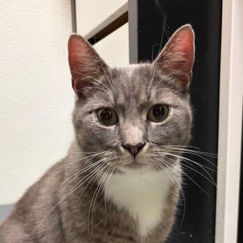 Phony Baloney -  Domestic Short Hair Cat for Adoption in Charlottesville, Virginia - Phony Baloney | PetCurious