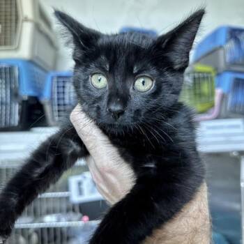 Daisy Duke -  Domestic Short Hair Cat for Adoption in Matteson, Illinois - Daisy Duke | PetCurious