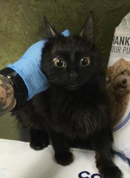 A1923900 -  Domestic Short Hair Cat for Adoption in Riverside, California - A1923900 | PetCurious
